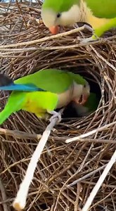 ⭕️ Save Help and Protect Endangered Parrots.. 🆆🅸🅻🅳 🅰🅽🅳 🅵🆁🅴🅴 🔴 Quaker parrots are the engineers of the bird world.... 🔴 What makes the Quaker unique amongst parrots? They build nests from twigs. Quaker parrots are the engineers of the bird world, and Quaker nests really are something to see - they are huge constructions, sometimes as big as a small car, often on manmade objects like telephone poles or streetlights. Inside, the nests are broken down into smaller 'apartments', each hou