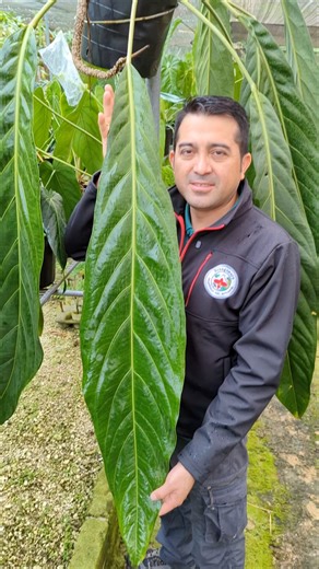 18K views · 647 reactions | Check this out  Our Anthurium...