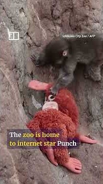 Americans arrested in Japan for breaking into Punch the monkey’s enclosure