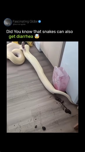 Fascinating Globe on Instagram: "Snakes can get diarrhea, just like other animals. It's often caused by parasites, bacterial infections, improper temperatures, stress, or poor diet. In pet snakes, it signals health issues and usually requires veterinary attention to prevent dehydration or weight loss."