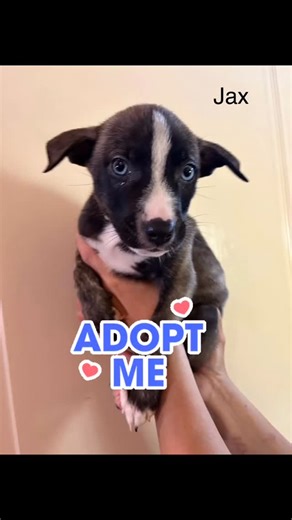 4 comments | We can’t believe Peaches’ (Devore survivor) puppies are...