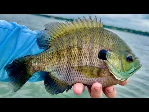 Fishing with BIG BLUEGILLS as BAIT for BIG FISH!