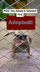 391K views · 3.7K reactions | Bacon Hair adopts a talented dog from a shelter in Roblox Brookhaven #BrookhavenðŸ�¡RP #Kate #Brookhaven #Roleplay #BrookhavenStoryline #RobloxMovie #Minecraft #TheCrystallineFaceReveal #RobloxAnimation #JKrewGamingBrookhaven | RBLX Viral Factory | Facebook