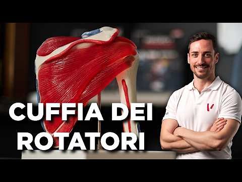 Rotator cuff: anatomy and functions