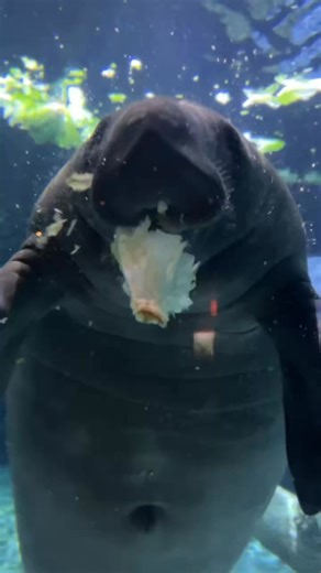 The young, rescued manatees — Slushie, Alfred, and Hundo — are here as part of the Zoo’s ongoing partnership with the U.S. Fish and Wildlife Service and Manatee Rescue & Rehabilitation Partnership . They will be returned to Florida waters once they are big and strong enough to be released. | Cincinnati Zoo & Botanical Garden