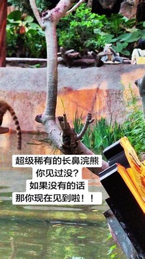长鼻子的浣熊你见过嘛？ #动物园一日游 #创作者中心 #创作灵感 #长鼻浣熊 #长鹿旅游休博园 @长鹿旅游休博园 @DOU 小助手