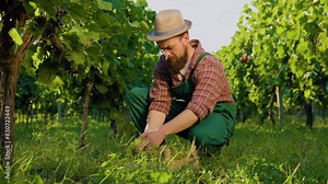 Front view young farmer worker winemaking looking at camera squatting hold bunch showing thump up.