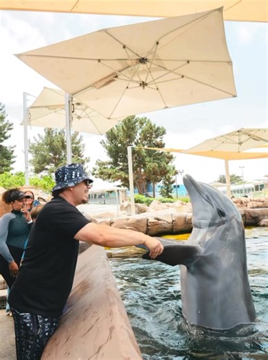 22K views · 1.4K reactions | Dancing with Dolphins is Real for me!! #Dolphins #Seaworld #Cyclone #Bashtown | Baby Bash | Facebook