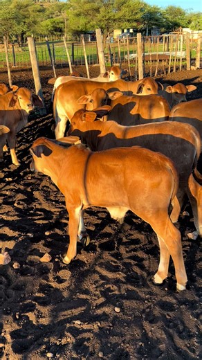 Life on the Farm: A Glimpse into Farming in Namibia