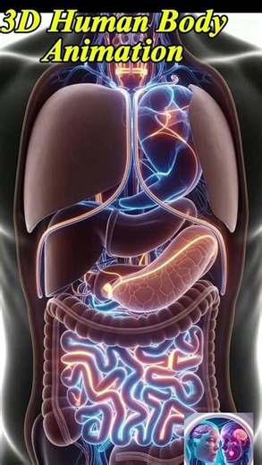 Ultra-Realistic 3D Cross-Section of Human Digestion