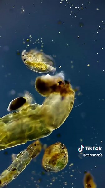 This snacky insect larva is a chironomid, and its the biggest one I’ve ever seen! I’ve been following around this type of flatworm since last year with great hope of seeing them slurping some food and then this happens 😂 guess I’ll never get to see them eat, only getting eaten! Chironomidae, or non-biting midges, are often the most abundant insects in freshwater habitats, no wonder I find them in all of my samples 🙃 they can also be find in terrestrial and marine environments! There are more t