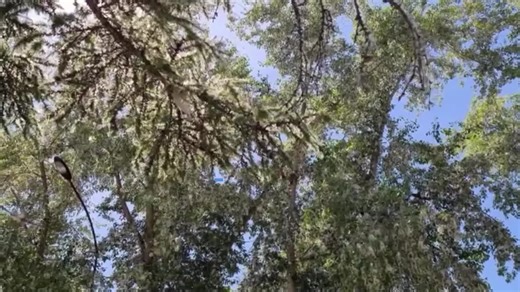 How much longer will you suffer from Cedar Fever