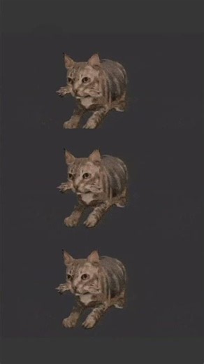 #cat #funny #memes