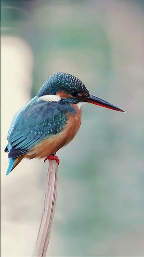 Bird Song with 432 Hz Healing Music for Deep Sleep & Meditation