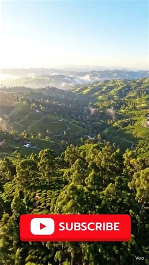 Forest | nature | green | amazing| trending| adventure | travel | hill station | top #hillpoint