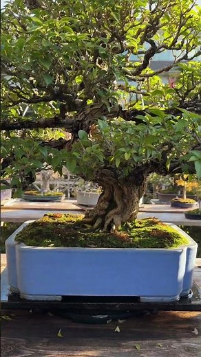 Fuyo-en #bonsai #nursery in #omiya #japanesemaple #japan #japanese