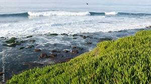 Green pigface sour fig succulent over pacific ocean splashing waves. Ice plant greenery on the steep cliff. Hottentot sea fig near waters edge, vista point in La Jolla Cove, San Diego, California USA.