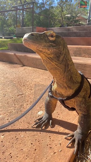 Daenerys the Komodo dragon has always had such a friendly spirit and loves human interaction, especially when it's scratches on the neck. With two baby dragons being hand raised by our Reptile keepers, this tactile conditioning will eventually make them just as placid as their mum 💚 #komododragons #exoticreptiles #seeaustralia #feelnsw #australianreptilepark