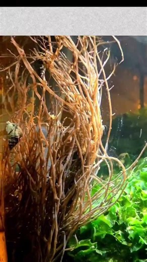 🌊 Introducing Aquamarines Micro Seaweed Desktop Aquarium Bring a Mini Ocean to Your Home or office 🫧