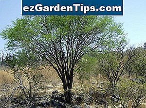 ¿Qué plantas crecen en el desierto de Kalahari? 🌱 Tips Jardineros - Es.ezGardenTips.com