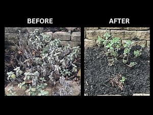 Cutting Back Sage Plant