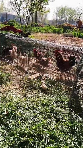 Rooster Crowing & Chickens in a Wire Coop Real Farm Sounds & Everyday Poultry Life#chicken #shorts