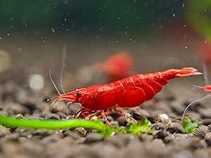 Fire Red Premium High-Grade Cherry Shrimp Neocaridina Freshwater Aquarium, Live Shrimp Freshwater Aquarium Live Arrival Guarantee (Pack 10)