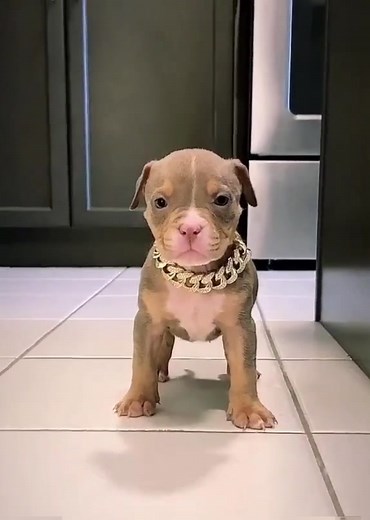 Pitbull Videos Compilation | Cute Dogs Eating Food and Barking