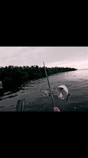 Tarpon Jumping Around #fishing #fishtok #tarpon