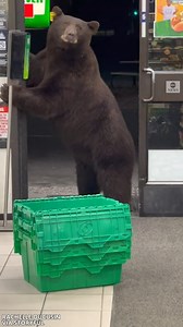 “OH. MY. GOODNESS.” A 7-Eleven employee near Lake Tahoe captured footage of a bear that decided to pay her store a visit. Authorities eventually arrived and got the bear to exit the store. https://abcn.ws/3kGIL6X | ABC News