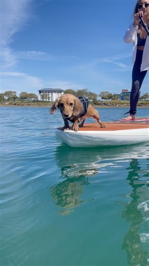 40K views · 1.3K reactions | My brave boy!! SUP certified 殺 | Monte & Mike the Doxies | Facebook