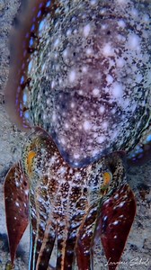 Alien spotting 👽 Okay, maybe not an actual alien, but close enough! What you're seeing is a giant cuttlefish, found in the Great Barrier Reef Marine Park. These creatures can create dazzling displays by rapidly changing their skin colour through cells called chromatophores. Cuttlefish are an incredible part of the world-famous biodiversity the GBR is known for! 📹 IG/snorkeldownunder #GreatBarrierReef #cuttlefish #BiodiversityMonth | Great Barrier Reef Marine Park Authority