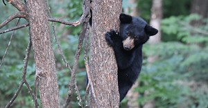 'Fresh batch' of bear cubs residing in Maple Grove park reserve, officials say