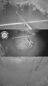 Effective feral hog control starts with the right equipment. Big pig drop trap = better results. 🐗 #bigpigtrap #hogcontrol #feralhogs #wildlifemanagement #landmanagement | Big Pig Trap