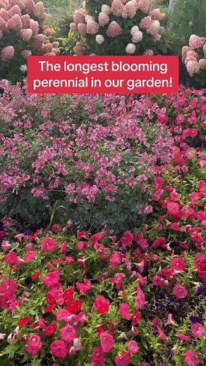 The longest blooming perennial in our zone 6a garden - Dicentra ‘Pink Diamonds’! Plant type: Perennial Exposure: Full sun to part shade Hardiness zones: 3-9 Link in bio to order online! #perennial #perennialgarden #perennialflowers #gardens #gardening #gardencrossings