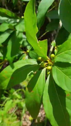 クロモジ "Japanese spicebush (Lindera umbellata)" #大自然 #宮古市 #山の暮らし #岩手の自然