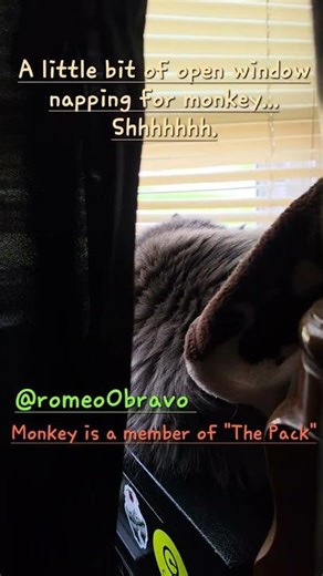 A little bit of open window napping for Monkey.