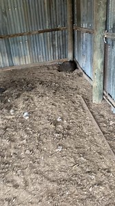 1.1M views · 9.6K reactions | We were asked out to a farm where a...