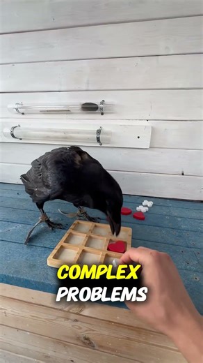 Crows Are So Smart They're Banned as Pets 🖤🐦#wildlife #interesting