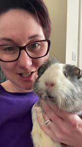 13K views · 1.7K reactions | Guinea pig wheel  | Masons' Cavies | Facebook