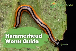 The Hammerhead Worm Guide | Everything U Should Know