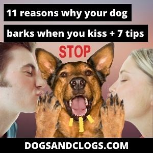 11 Reasons Why Your Dog Barks When You Kiss   7 Tips