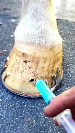 Cross Country Horse: Farrier Care and Farrier Life