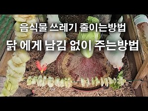 Benefits of Raising Rooftop Chickens and How to Reduce Food Waste, How to Feed Chickens