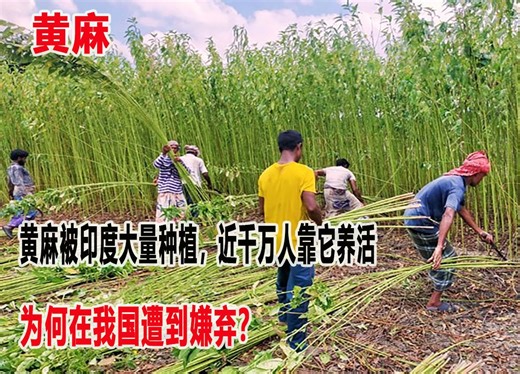 黄麻被印度大量种植，近千万人靠它养活，为何在我国遭到嫌弃？