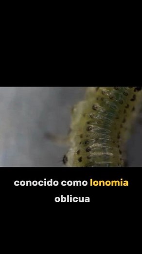 The death worm: discover the most poisonous and deadly caterpillar on the planet