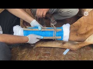 How to treat fracture in cow l fracture of metatarsal bone in cow l dr umar khan