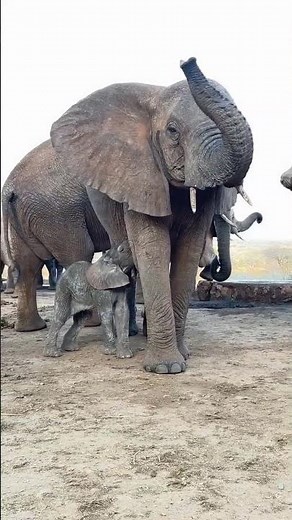 Heartwarming Moment: Elephant Mother Nurses Her Baby 🐘❤️ #elephants #breastfeeding #baby
