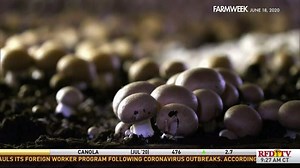 1.7K views · 18 reactions | The mushroom business may not be the easiest, but with persistence, there is a pay off like no other. No one knows the mushroom business better than Kennett Square, Pennslyvania, a community that produces half the U.S. mushroom crop annually. | RFD-TV | Facebook