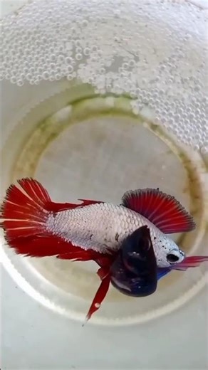 Betta fish breeding||Betta fish laying eggs.✅🤗❤😇🥳